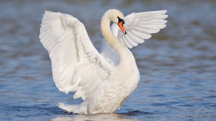 Un pui de lebădă s-a adăpostit pe lacul din Valea Morilor