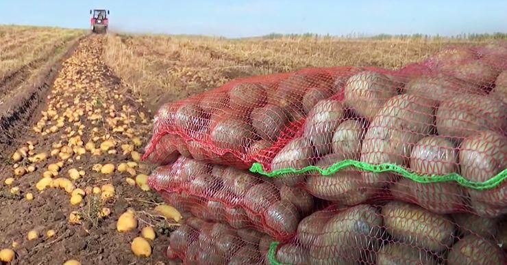 Фермеры жалуются, что на рынке импортного картофеля больше, чем местного.