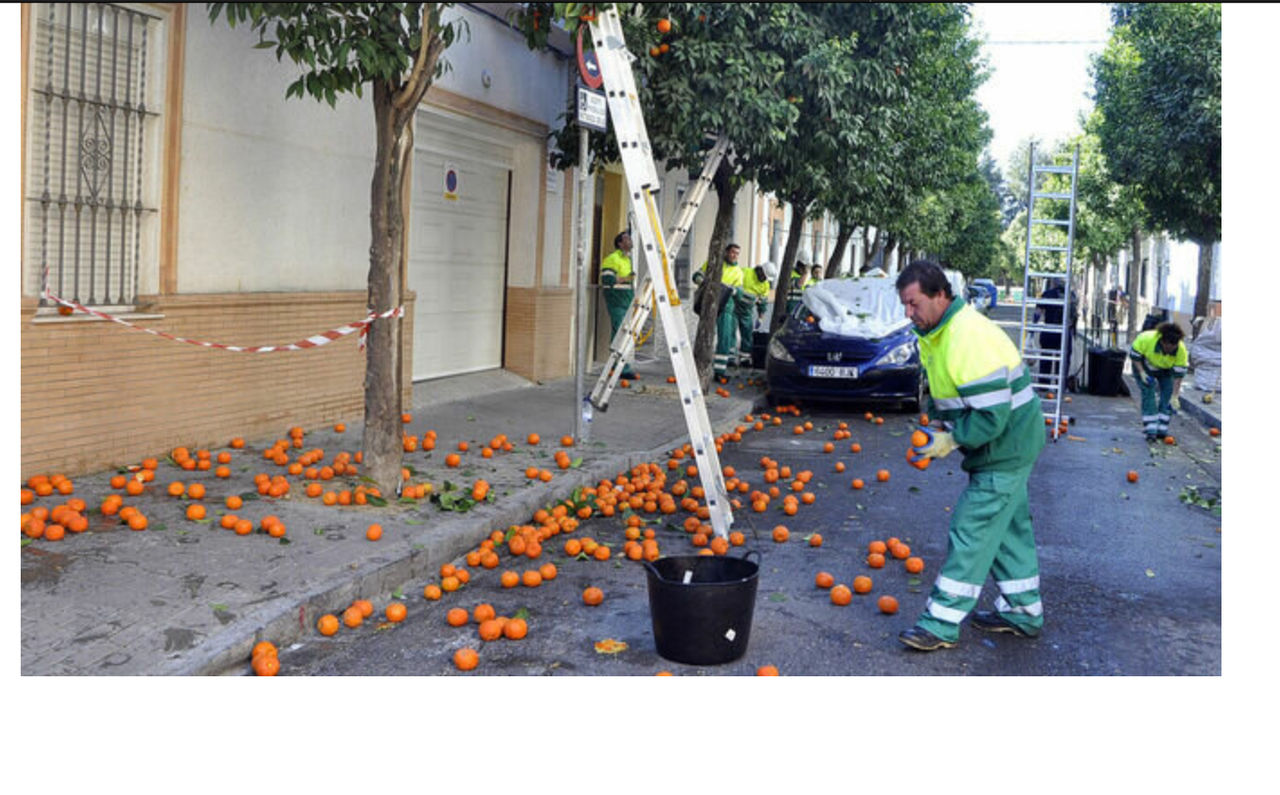 Севилья превращается в одну из крупнейших апельсиновых рощ в Европе.