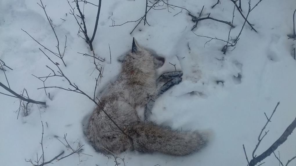 Niște vânători au jupuiat o vulpe și-au lăsat-o atârnată de un copac. Foto: Ministerul Mediului
