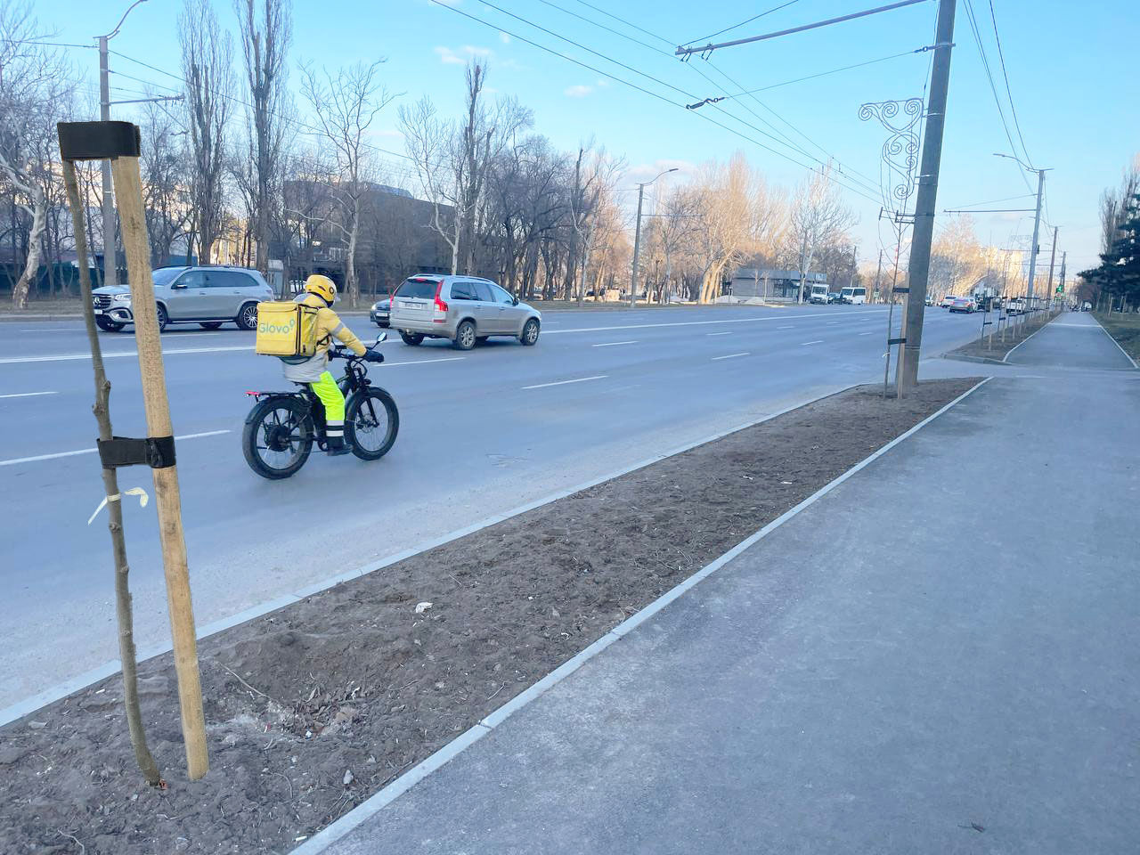 În Capitală dispar copacii proaspăt plantați.