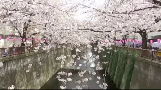 Cireșii japonezi, vestitorii primăverii. Oameni au venit să-i vadă. Foto: protv.ro