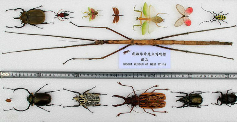 В Китае открыли новый вид насекомых семейства палочниковых (Phasmatidae).