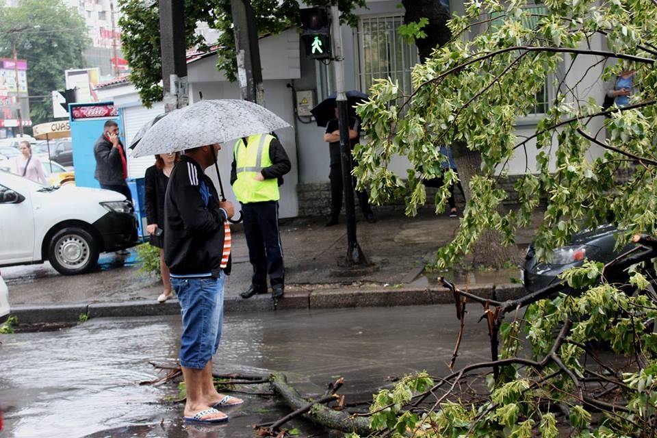 Cinci copaci de pe bulevardul Ştefan cel Mare din Capitală stau să cadă. Foto: unimedia.info