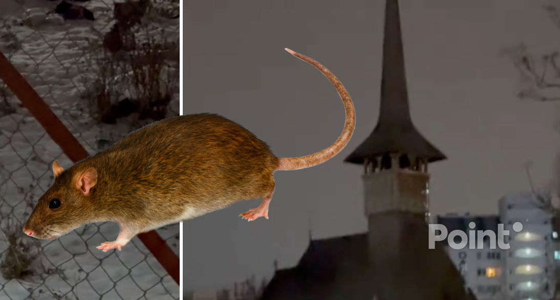 Locuitorii din Chișinău se plâng de o invazie de șobolani în centrul orașului.