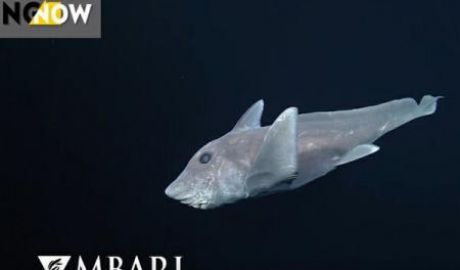 Specia are un aspect deosebit de ciudat, însă este vorba de un văr îndepărtat al rechinilor. Ca şi ei, aceste „himere'' nu au nici un os în organism, ci doar cartilaj.