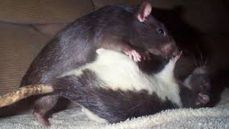 Fosta directoare este de părere că demiterea ei nu va rezolva problemele spitalului. Foto: ratbehavior.org