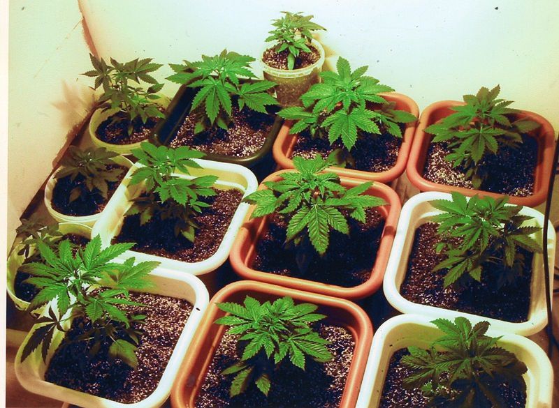 Consumul de marijuana în scop recreaţional, legal în California.