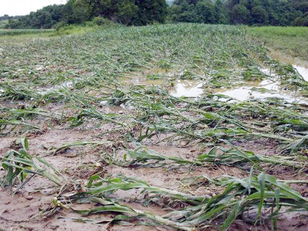 Ploile care au căzut în ultimele două zile pe teritoriul Republicii Moldova au distrus sute de hectare de culturi agricole.