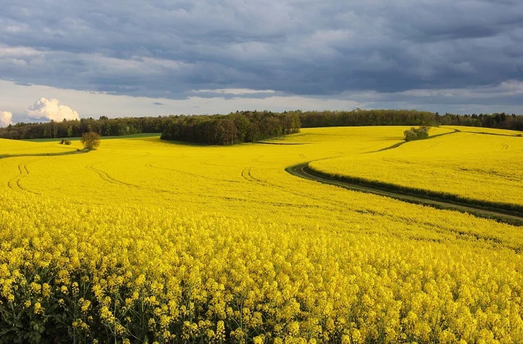 Rapița rămâne una dintre cele mai profitabile culturi agricole din Moldova.