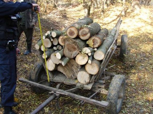Împușcat mortal de un polițist în timp ce fura lemne. Foto simbol: Aradon
