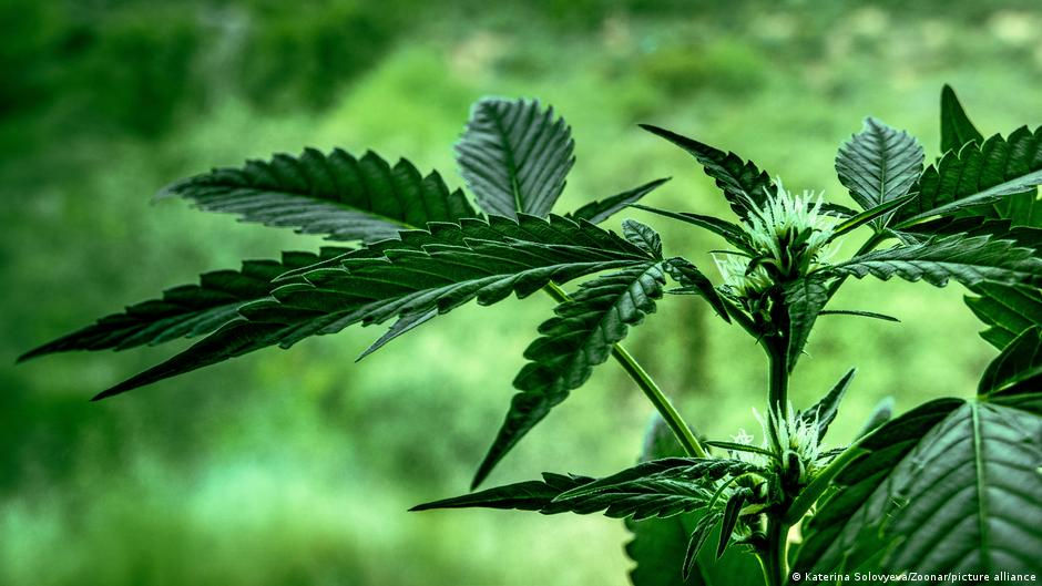 În școlile germane, adolescenții vor începe să fie educați despre cannabis.