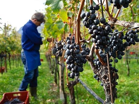 Unde sunt amplasate cele mai multe hectare de viță-de-vie din Moldova