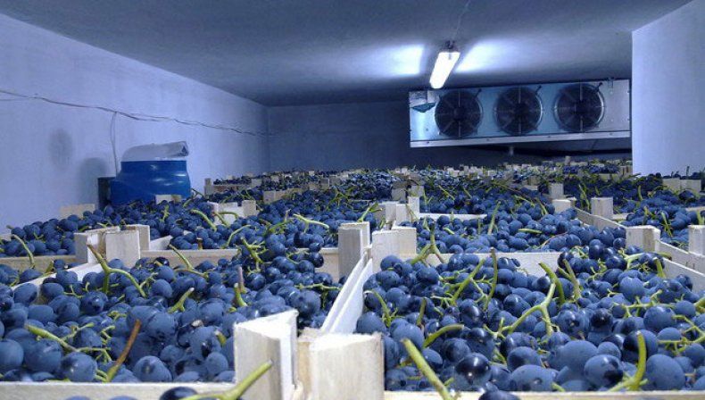 Молдова может полностью завершить экспорт винограда урожая-2021 к середине декабря.