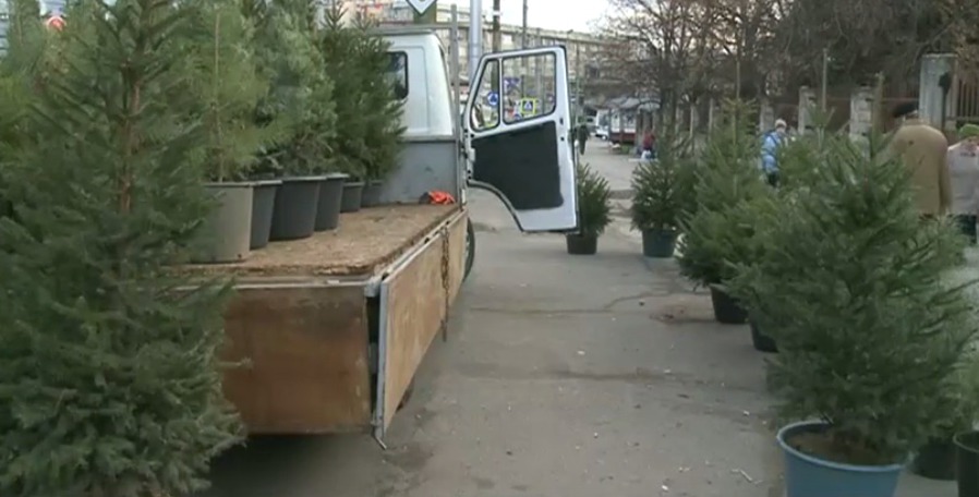 Незаконная вырубка карается штрафом до тысячи леев.