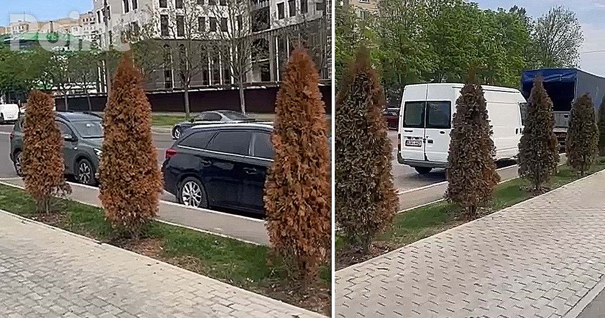 Persoane necunoscute au otrăvit masiv arbori de tuia în Capitală: Cazul a fost predat Poliției.