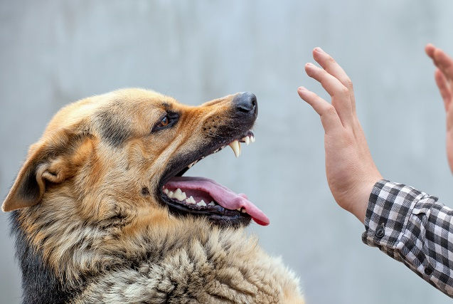 În Chișinău, un bărbat care alerga în parcul din Râşcani a fost atacat de o haită de câini.
