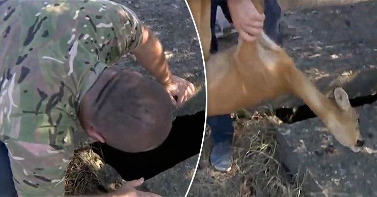В Протягайловке спасли олененка, упавшего в колодец. Коллаж: Point.md