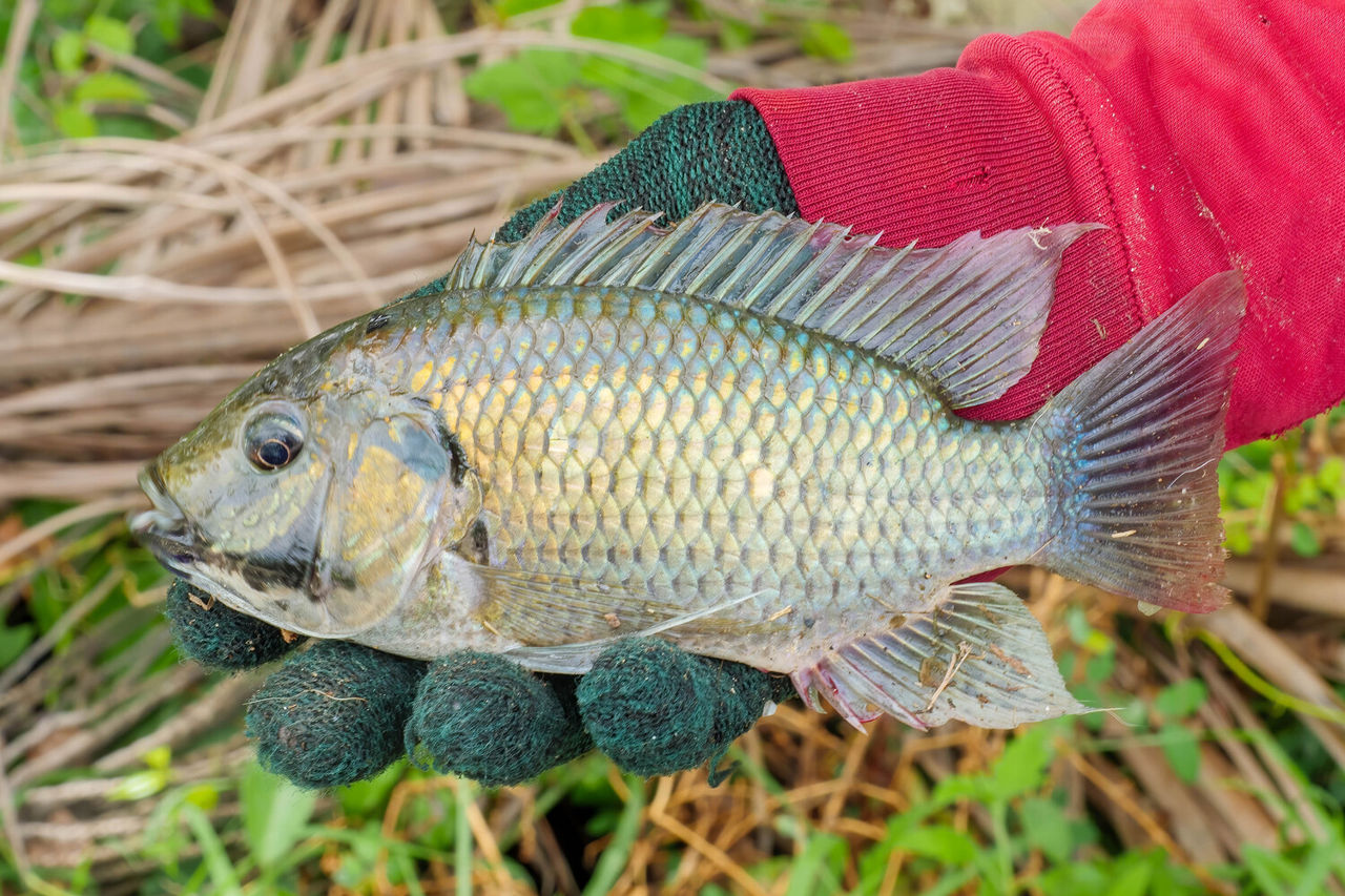 Thailanda a suferit pierderi mari din cauza invaziei unei specii dăunătoare de pești.