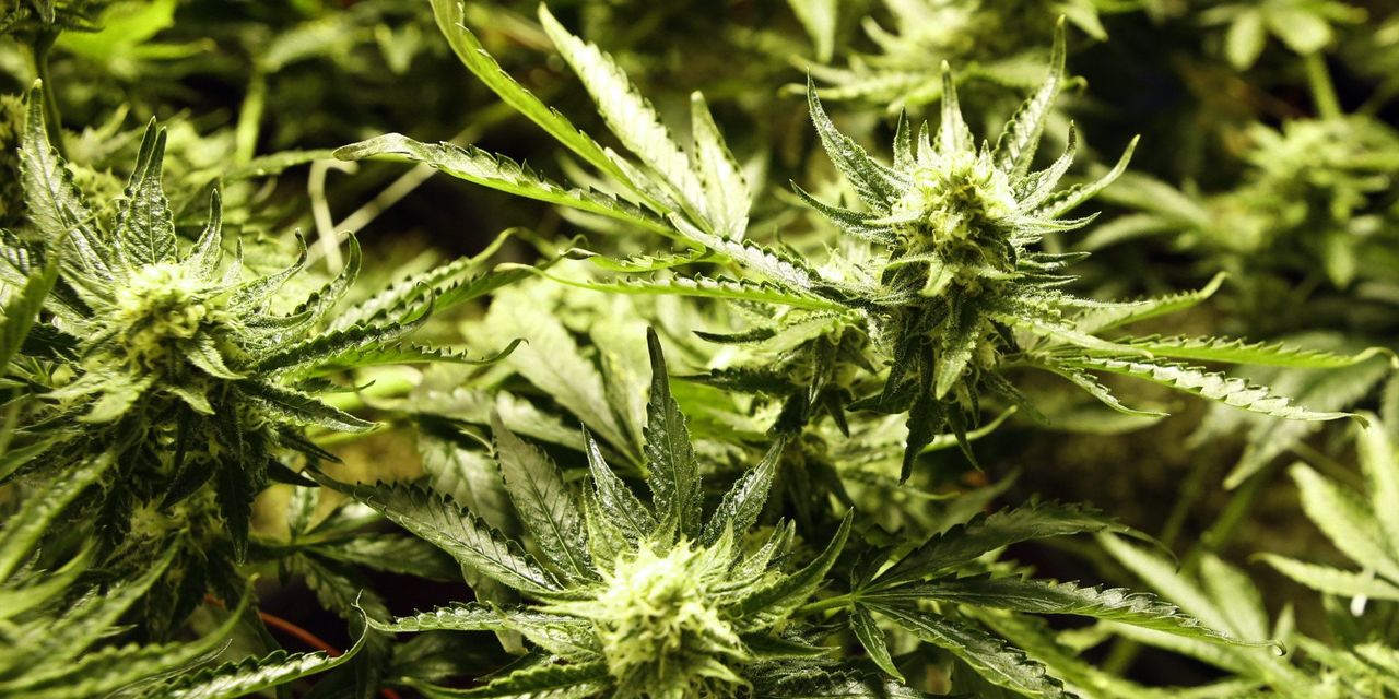 Parlamentul olandez a votat o lege prin care se legalizează cultivarea marijuanei sub controlul Guvernului. Foto: lifehack.org
