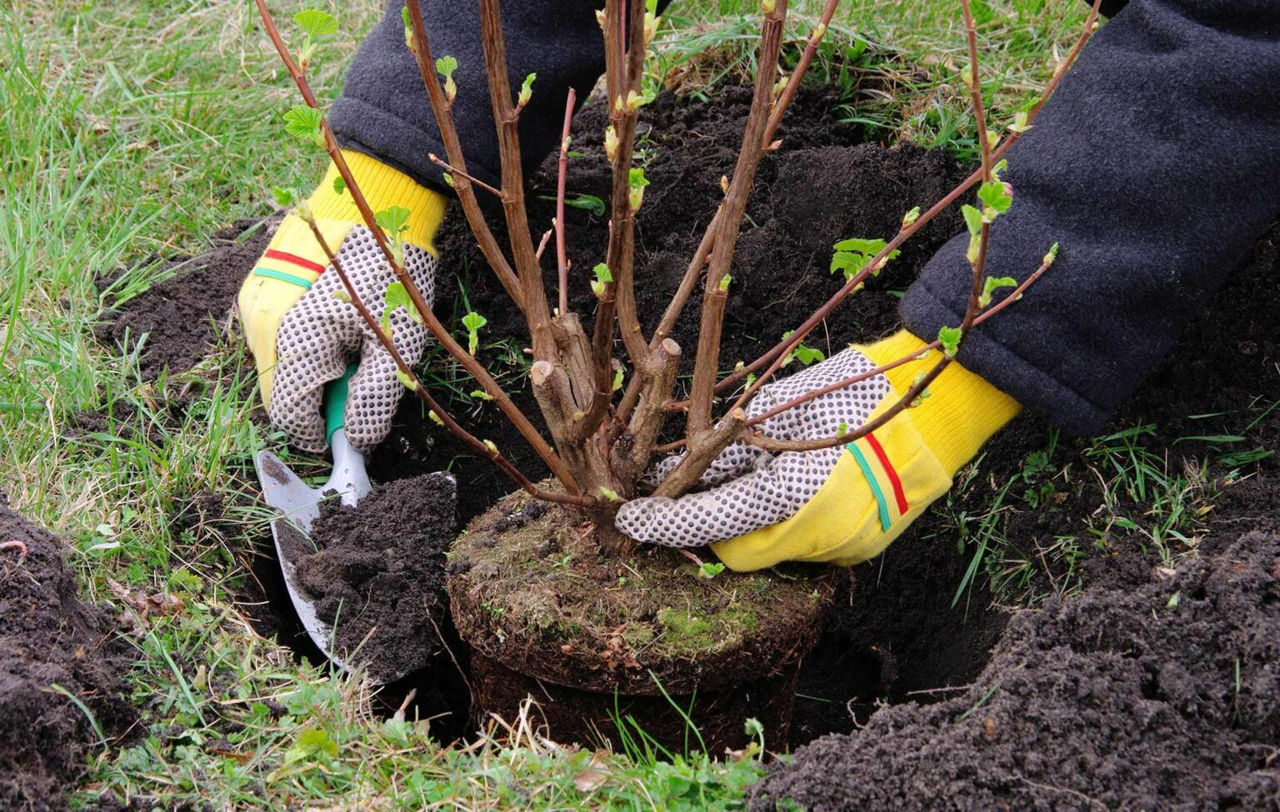 Plantarea arborilor programată pentru 1 martie, amânată.