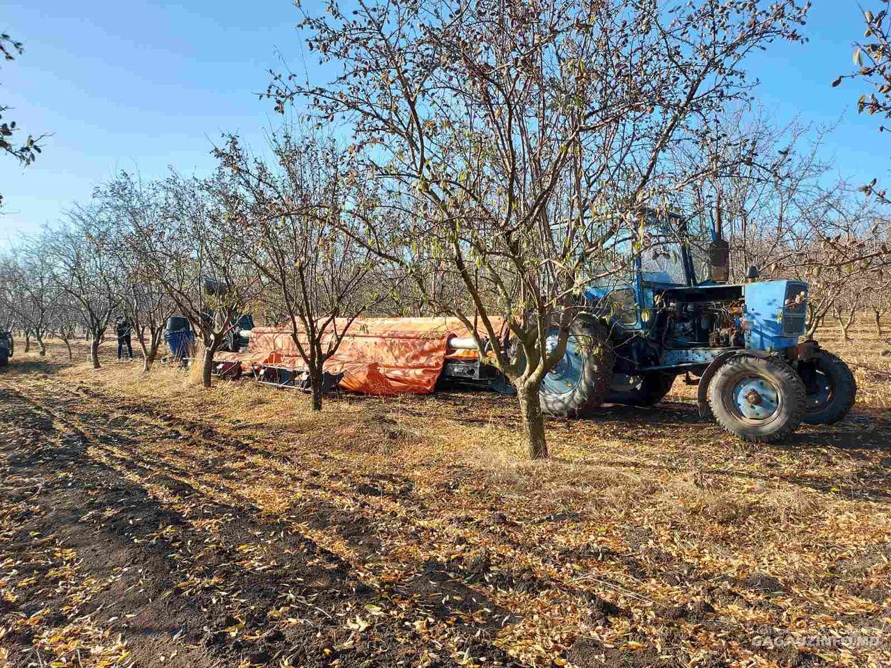 В селе Томай Чадыр-Лунгского района в самом разгаре уборка миндаля.