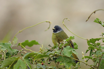 Дрозд из семейства бюльбюлевых. Фото: Lai Wagtail / Flickr