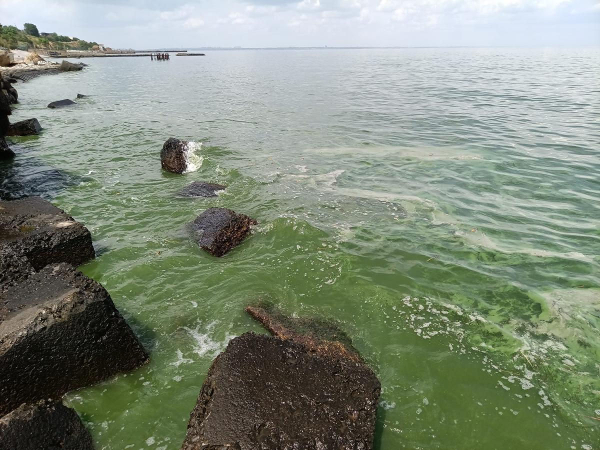 Море в Одессе стало зеленым.