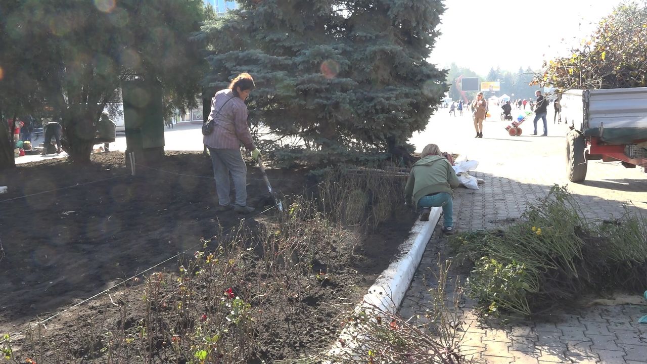 В Бельцах высадят около 8 тысяч кустов роз. Фото: btv.md.