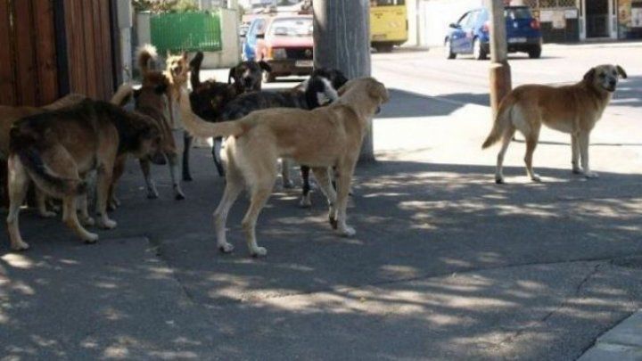 Regulament elaborat: Capturarea și îngrijirea animalelor fără stăpân