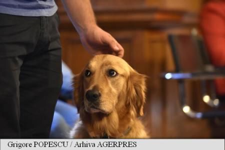 Mini grădină zoologică într-o universitate, pentru a reduce stresul