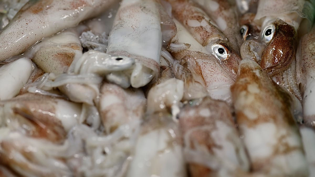 Кальмары захватывают Северное море.
