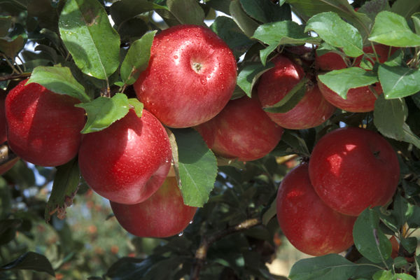 Potrivit producătorilor, în anii precedenţi, în această perioadă merele costau de la 3 până la 6 lei per kilogram. Acum preţul ajunge şi la 25 de lei.