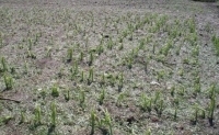 Serviciului Hidrometeorologic de Stat a emis pentru această după-amiază avertizarea de cod galben de ploi puternice. Foto: dse.md