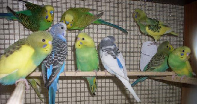 47 persoane au fost reţinute în ultimele trei zile pentru diverse acţiuni ilicite