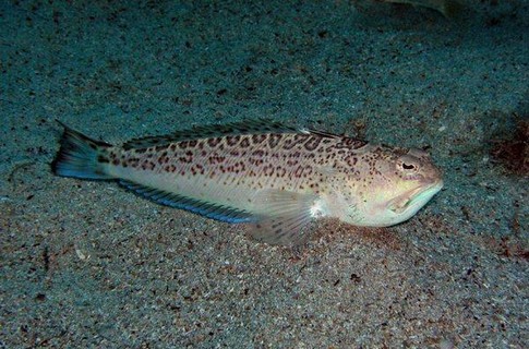 Морской дракон. Фото: aquascope.ru
