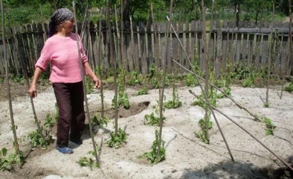 Ploile din weekend au inundat trei case iar peste 500 hectare de vii, livezi şi culturi agricole au fost distruse