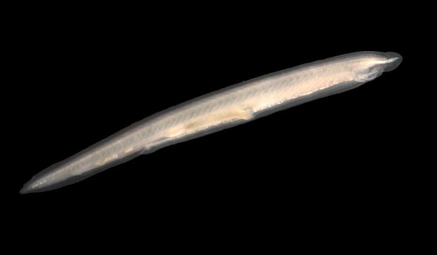 Totuşi, unele dintre acele gene au supravieţuit