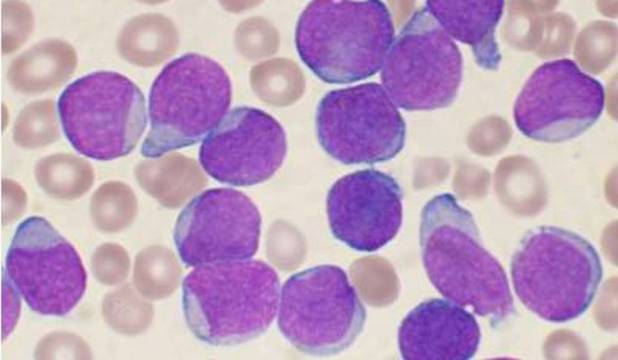 Mak susţine că echipa a modificat genetic un şoarece