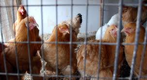 Producţia globală agricolă în gospodăriile de toate categoriile a marcat 7,9%. Foto: obiectivbr.ro