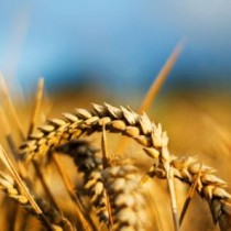 Собранной пшеницы достаточно для продовольственной безопасности страны