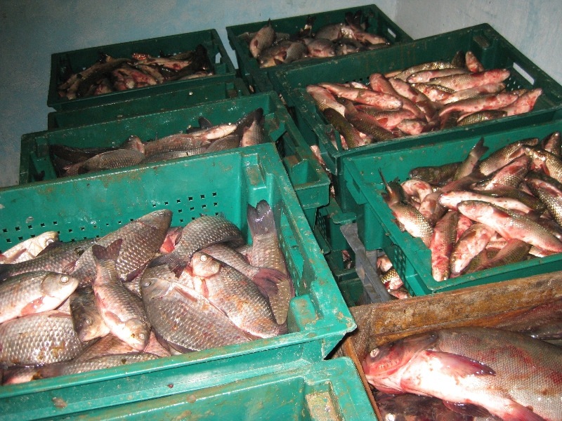 În cadrul controlului efectuat, au fost depistate mai multe lăzi cu peşte viu, în cantitate totală de circa 527,7 kg.