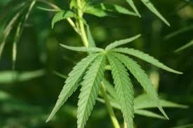 Astfel, pe această suprafaţă au fost depistate opt mii de plante de cânepă, care ulterior au fost arse. Foto: eplante.ro