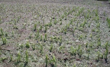 Totodată, ploaia a deteriorat acoperişurile a 76 de case particulare din Sîngerei. Foto: dse.md