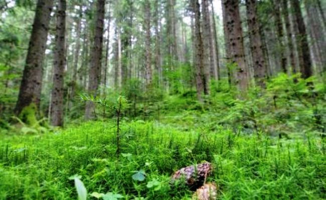  Oficiali din cadrul agenţiei Moldsilva sunt gata să vândă zeci de hectare de pădure seculară în centrul ţării.