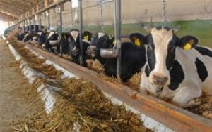 În satul Brăviceni, raionul Orhei, va fi înfiinţată prima fermă zootehnică de bovine pentru carne