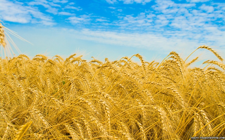 Totodată, ministrul Agriculturii, Vasile Bumacov, prognozează o ieftinire a grâului.