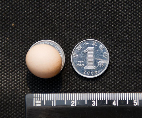 Oul are 2 centimetri lungime, 2.60 grame si este mic cat o moneda.