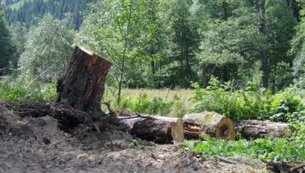 Deputații afirmă că în Republica Moldova sunt tot mai dese cazurile când fondul forestier este folosit și exploatat în exces. 