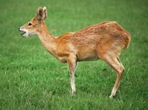Pentru că a împușcat căprioara, deși era vânător cu acte în regulă și știa cât de rare sunt aceste animale în pădurile Moldovei